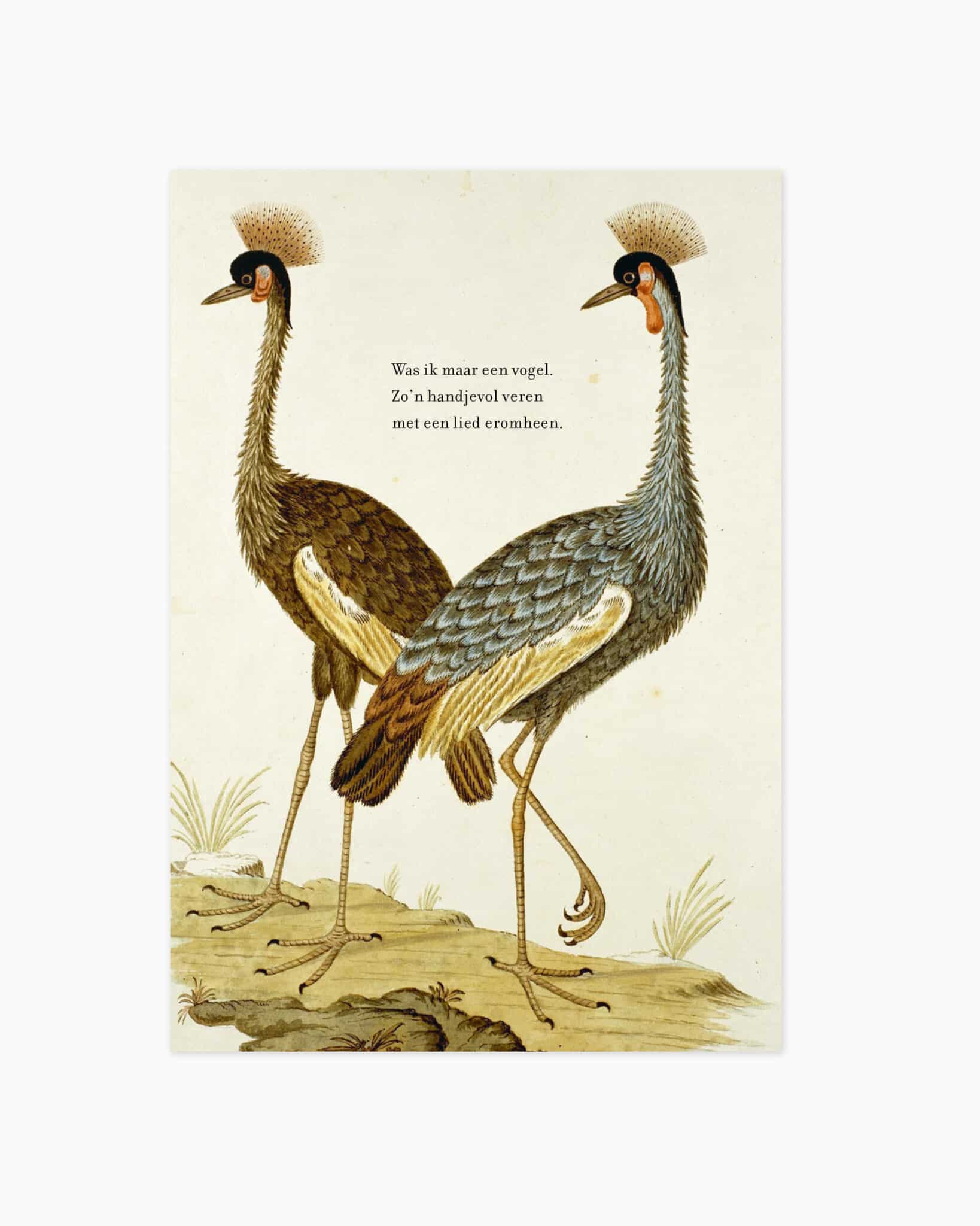 Kaarten Pre-order - Zo'n handjevol veren